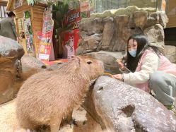 -造物庄园 萌宠纪(苏州湾歌林公园店)