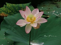 -荔湾湖公园