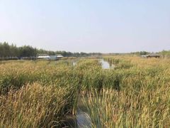 -呼兰河口湿地公园