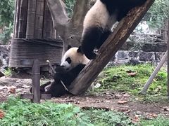 -都江堰中华大熊猫苑