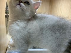 -屋虎猫馆(宝安大仟里店)