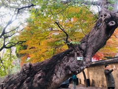 -青岛崂山太清宫