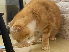 -平行世界·猫咖(首经贸店)