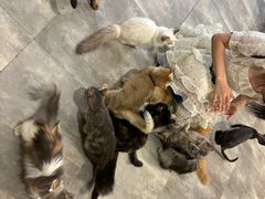 -楼上猫咖(罗湖店)