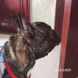 时间长看见你就跑 我家狗倒不至于看见我就跑