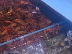 -聚盛源蒸汽海鲜火锅烤肉自助(巨川金海岸购物广场店)