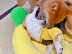 -逗柴咖啡屋·狗咖猫咖宠物桌游