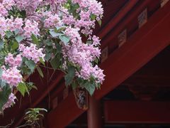 -杭州植物园