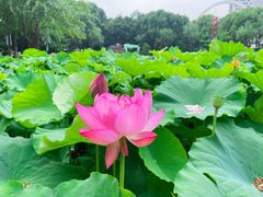 -陈家山荷花公园