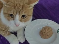 -安安宠医宠物医院·异宠·犬猫内科(岳阳分院)