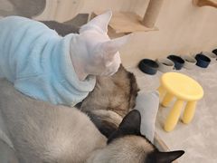 -猫力发电所·宠物专门店
