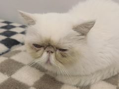 -怪兽屋·羊驼·猫咖·狗咖(俊华广场店)