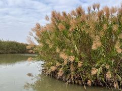 -大湾区中央湿地公园