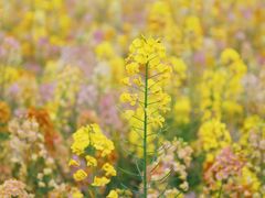 -中国天府农业博览园