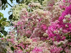 -深圳国际园林花卉博览园