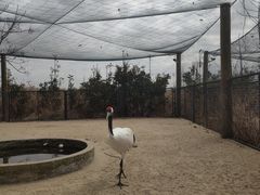 -盐城丹顶鹤湿地生态旅游区