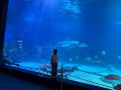 -烟台海昌鲸鲨海洋公园