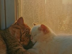 -Heymao猫咖.咖啡厅(东门店)