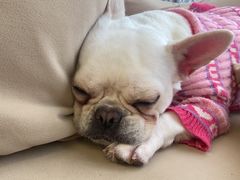 -怪兽屋·羊驼·猫咖·狗咖(俊华广场店)