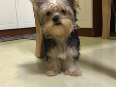 -宠颐生中康贝怡动物医院