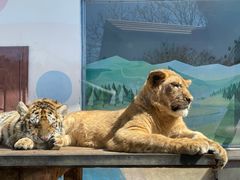 -大连森林动物园