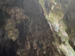 -怀托摩萤火虫洞