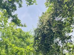 -上海佘山国家森林公园天马山园