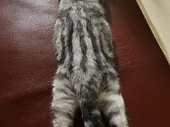 -彩虹桥宠物火化殡葬善终服务(金乐大厦店)