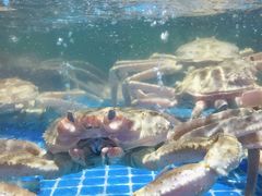 -日照海滨国家森林公园