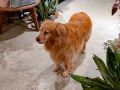 -自由生长植物工作室(深港花卉中心店)