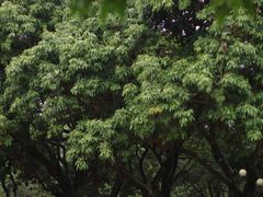 -荔香公园