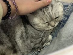 -喵的天空名猫咖啡馆·撸猫·猫舍·用品