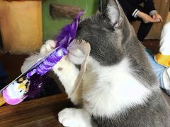 -猫猫幼稚园·撸猫·桌游·电玩