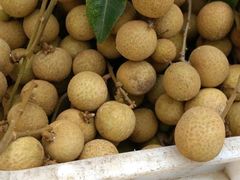 -从化深英荔枝黄皮龙眼采摘园