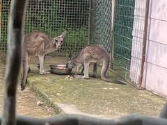 -青藏高原野生动物园