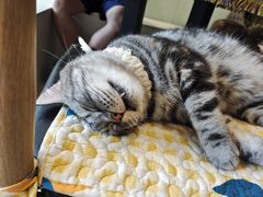 -平行世界·猫咖(首经贸店)
