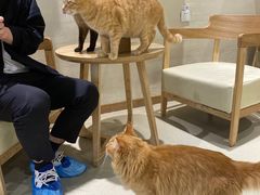 -藏猫猫咖啡主题馆(中央大道店)