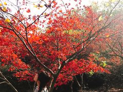 -白马涧龙池景区