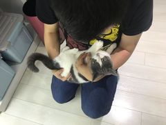 -喵的天空名猫咖啡馆·撸猫·猫舍·用品