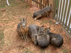 -昆明动物园