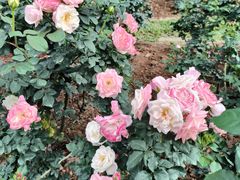 -人民公园(罗湖区)