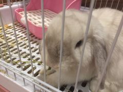 -猫猫幼稚园·撸猫·桌游·电玩