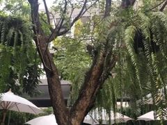 -Fern Forest Cafe