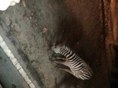 iphone_upload_pic-清迈夜间动物园
