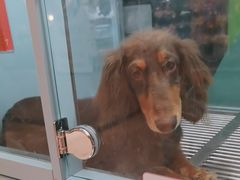 -FAELING PETS美天灵宠物(合生汇店)
