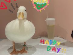 -RU DUCK柯尔鸭公社·撸鸭俱乐部·羊驼·小香猪