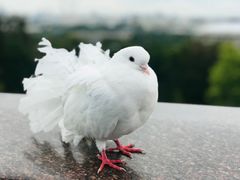 -莫斯科大学