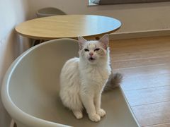 -有喵·猫咖·狗咖·30几只猫10只小狗(岗厦店)