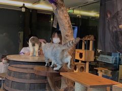 -more than meow吴止猫主题餐厅(承德 中船汇店)