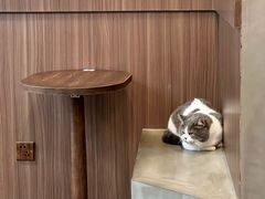 -Again Coffee Roaster(香蜜湖店)